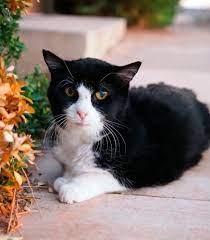 This Senior Kitty Was 20 Years Old When A Kind Family Gave Him A Home To Call His Own Old Cats Toothless Cat Cats