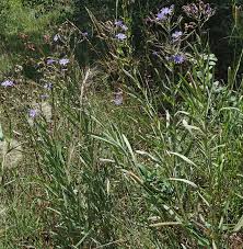 Image result for Lactuca glandulifera