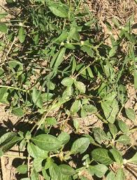 Image result for Physotrichia atropurpurea