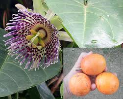 Image result for Passiflora ligularis
