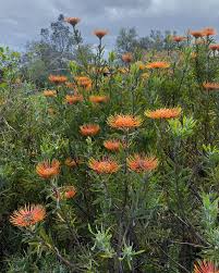 Image result for Lippia woodii