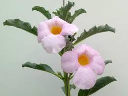 Image result for Pterodiscus aurantiacus