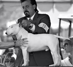 Pin On Miniature Bull Terriers