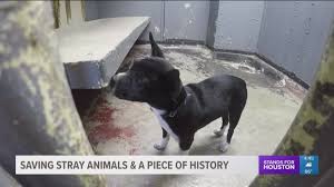 Houston pets alive is an extraordinary rescue. Old Waller County Jail Now Serves As No Kill Animal Shelter Khou Com