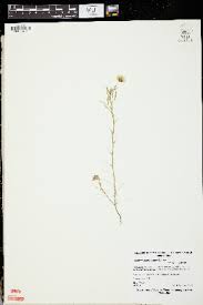 Image result for Trifolium purseglovei