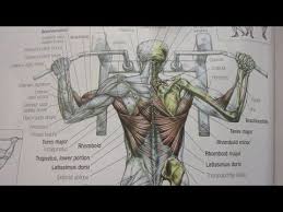 تمارين عضلات الظهر وشرح العقلة الخلفي والأمامي وكيف تتمرن عقلة من كتاب ا Humanoid Sketch Gym