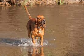 The redbone coonhound is a handsome, robust and strong coonhound. Redbone Coonhound Dog Breed Information