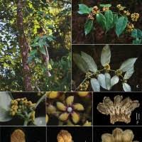 Image result for Marsdenia dregea