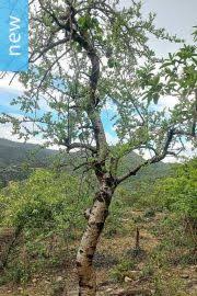 Image result for Commiphora pteleifolia