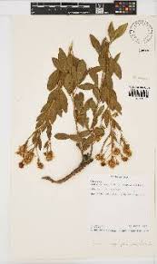 Image result for Pearsonia cajanifolia