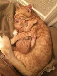 Mommy And Baby Pins Fur Alles 2020 Sevimli Kedi Yavrulari Sevimli Kediler Kediler Ve Yavrulari
