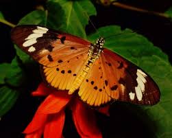 Image result for Aeschynomene heurckeana