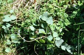 Image result for Stephania abyssinica