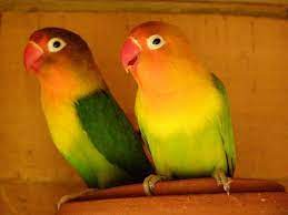 We stock top brand pet supplies including food, toys, beds, grooming & worming. Types Of Pet Birds Things Before You Buy The Pet Birds Pet Shop Ahmedabad Pet Birds Birds Pet Types Of Pet Birds