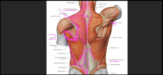 Superficial veins of upper limb , anatomy : Artstation Back Anatomy For Sculptors Resources