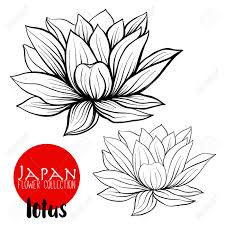 Select from premium lotus flower outline of the highest quality. Lotus Flowers Stock Line Vector Illustration Botanic Flowers Royalty Free Cliparts Vectors And Stock Illustration Image 87572775