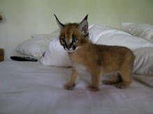 These cat breeders may have kittens for sale right now, that were not listed here in our classifieds section. Caracal Kittens For Sale For Sale In Los Angeles California Classified Americanlisted Com