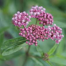 14 Perennials That Thrive In Wet Soil Flowers Perennials Swamp Milkweed Perennials