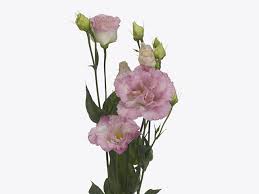Image result for eustoma maurine