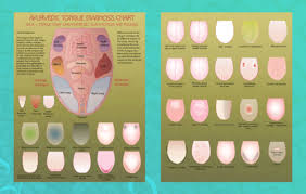 Tongue Chart 8 5x11 Double Sided Pictures Chart Poster