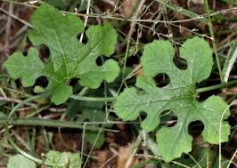 Image result for Peponium