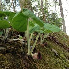 Some people have used it as a diet aide. Wild And Crazy Wild Ginger Ministry Of The Fence