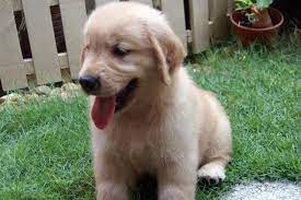 Some of the golden retriever's talents are hunting, tracking, retrieving, narcotics detection, agility, competitive obedience, and performing tricks. Clangan S Golden Retrievers Clangan And Yenscourt Golden Retrievers