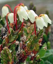 Cassiope Tetragona The Flora Of Svalbard Flora Flowers Flora Trees To Plant