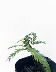 Image result for Newtonia