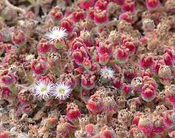 Image result for Aizoaceae