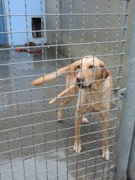 wiener tierschutzverein franz von assisi aus wien hietzing