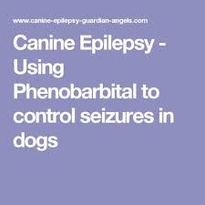 canine epilepsy using phenobarbital to control seizures in