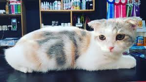 Jangan Lupa Jadwalkan Kucing Mu Untuk Grooming Berikut Ini Manfaatnya Kucing D Grooming Menjaga Kebersihan Kucing Mencega Cat Food Cats Animals