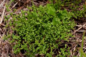 Image result for Polycarpon