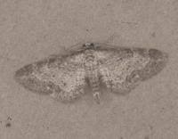Image result for Eupithecia subumbrata