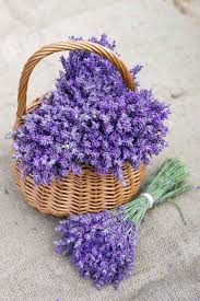 Pin Di La Figlia Dei Fiori Su Lavanda Nel 2020