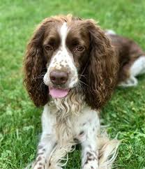 Image result for anglický špringršpaněl