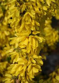 A forsythia shrub is one of the first harbingers of spring. 2 Gallon Yellow Forsythia Show Off Flowering Shrub In Pot L24491 In The Shrubs Department At Lowes Com