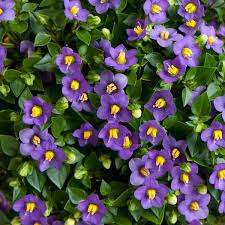 Image result for Exacum