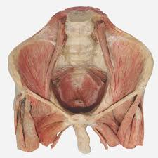 These muscles, including the gluteus maximus and the hamstrings, extend the thigh at the hip in support of the body's weight and propulsion. P5010 Male Pelvic Floor Perineum Gluteal Region Prosections