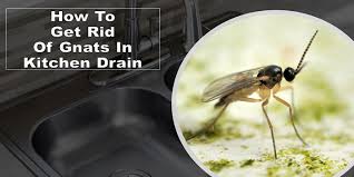 get rid of gnats in kitchen drain