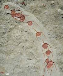 See full list on australian.museum Trilobite Fossils Show Conga Line Frozen For 480 Million Years The New York Times