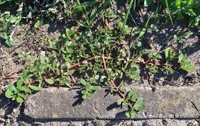 Image result for Portulaca kermesina