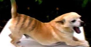 Like the southern lights in tasmania, the tasmanian tiger is legendary. Tasmanian Tiger Captured Alive Tasmanian Tiger Thylacine Tasmanian