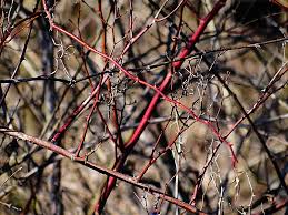 We did not find results for: A Thorny Situation Photograph By Beth Akerman
