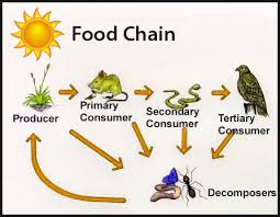 These and other abiotic factors will affect the kind of traits an. Fun Producers And Consumers Habitats Facts For Kids