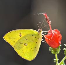 Cloudless Sulphur Beautiful Butterflies Butterfly Sulphur