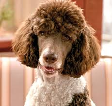 Welcome to the home of cinnfully sweet standard poodles. Standard Poodle