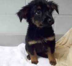 Rehome is free to you, and your dog's new adopter will pay a small adoption fee which will then be donated in full to a local animal shelter or rescue, like. Looking For A New Pet Fort Bend County Tx Health Human Services