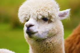 The two animals are closely related and can successfully crossbreed. Victory Chico S Soma And Others Ban Alpaca Fleece Peta